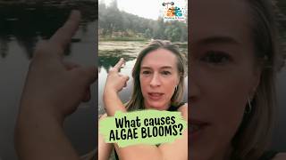 What causes algae blooms?