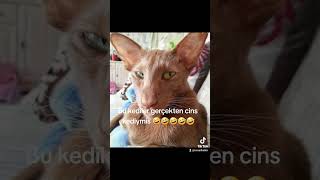 #keşfetbeniöneçıkar #cinskedi #çirkinkral #adnanoktar #kedicikler #mizahturkiye #ankara #keşfetbeniöneçıkar #cinskedi #çirkinkral #adnanoktar #kedicikler #mizahturkiye #ankara