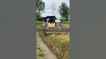 cắt lúa ngập nước P629