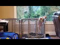 Puppy Escapes Her Kennel / Play Pen