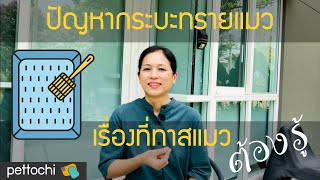 pettochi : ปัญหากระบะทรายแมว เรื่องที่ทาสแมวต้องรู้