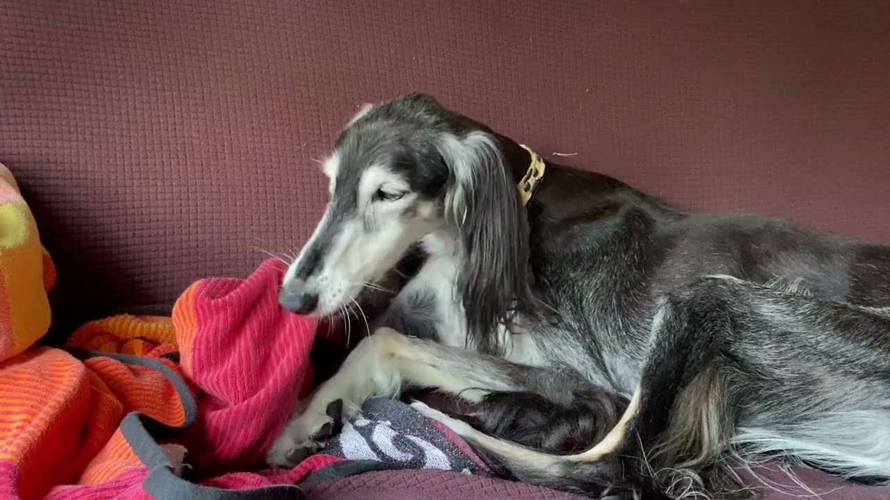 サルーキ兄妹 本日も爆走中