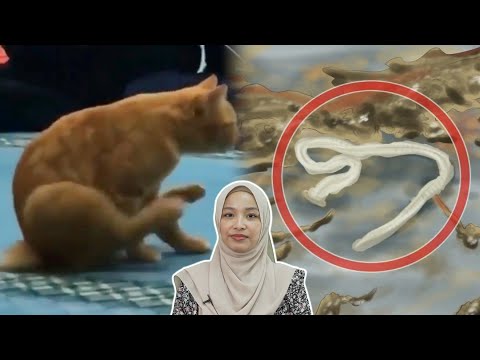 Video: Cacing Pada Kucing: Punca, Gejala, Dan Rawatan