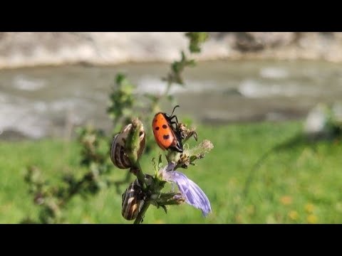 Video: Çəmənlik və Peyzajınızı Qışa Hazırlamaq üçün Ən Yaxşı 9 Üsul