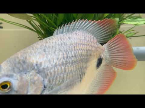 Video Sặc gấm vs Hồng kỳ phát tài - youtube