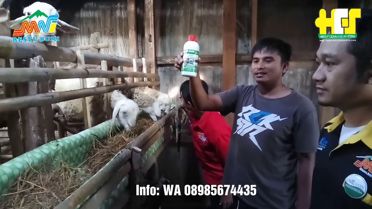  Cara  Membuat  Pakan Kambing dari  Jerami  Padi YouTube