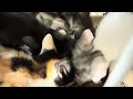 フードのご支援ありがとうございます❤️モナベビたち。一心不乱に食べてます❤️