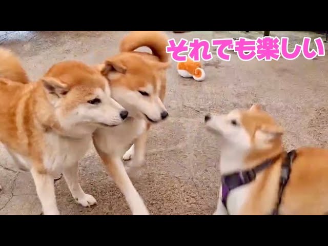 They have a hard time coordinating, but the Shiba Inu dogs still