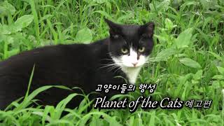 [고양이들의 행성 ] 시즌1  예고편.  PLANET of the CATS Season 1 Trailer screenshot 1