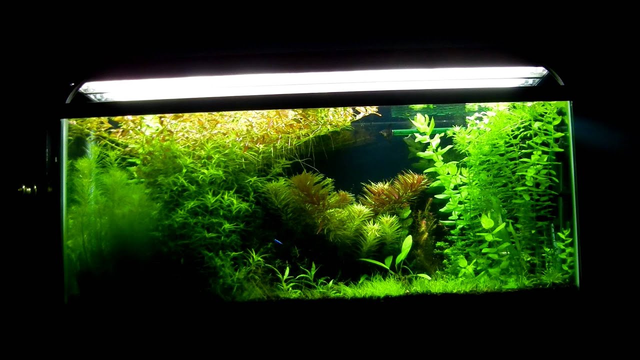 55 gallon planted aquarium