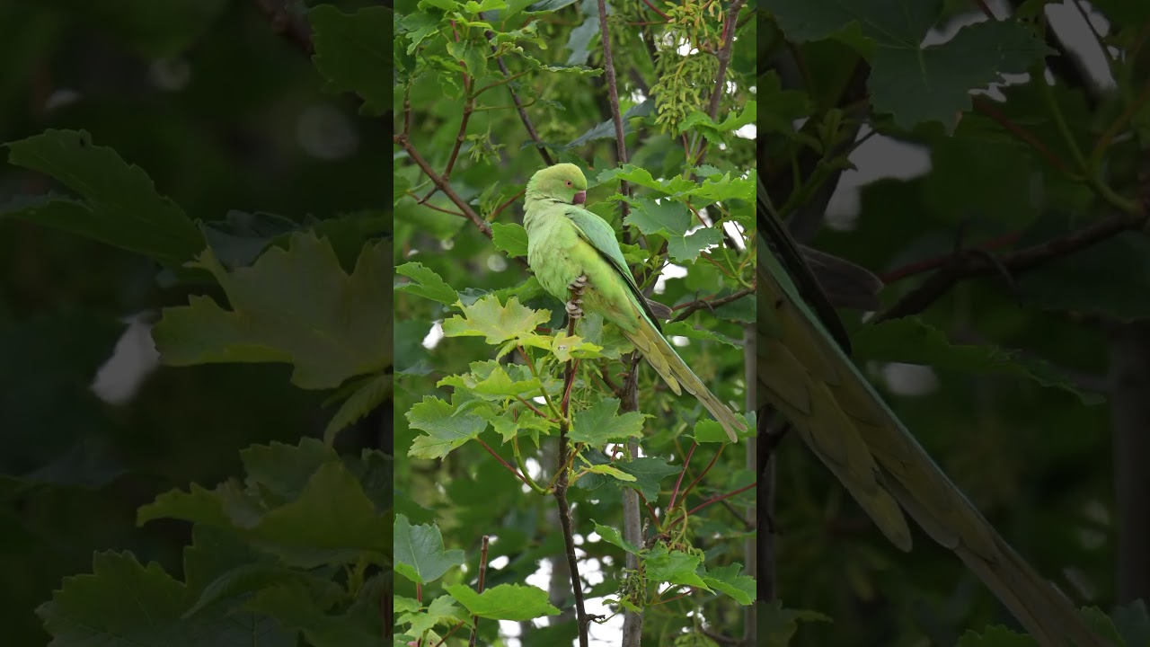 #birds 🦜 having a preen