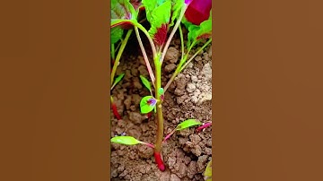 the process of cutting red spinach planted in the garden #shorts