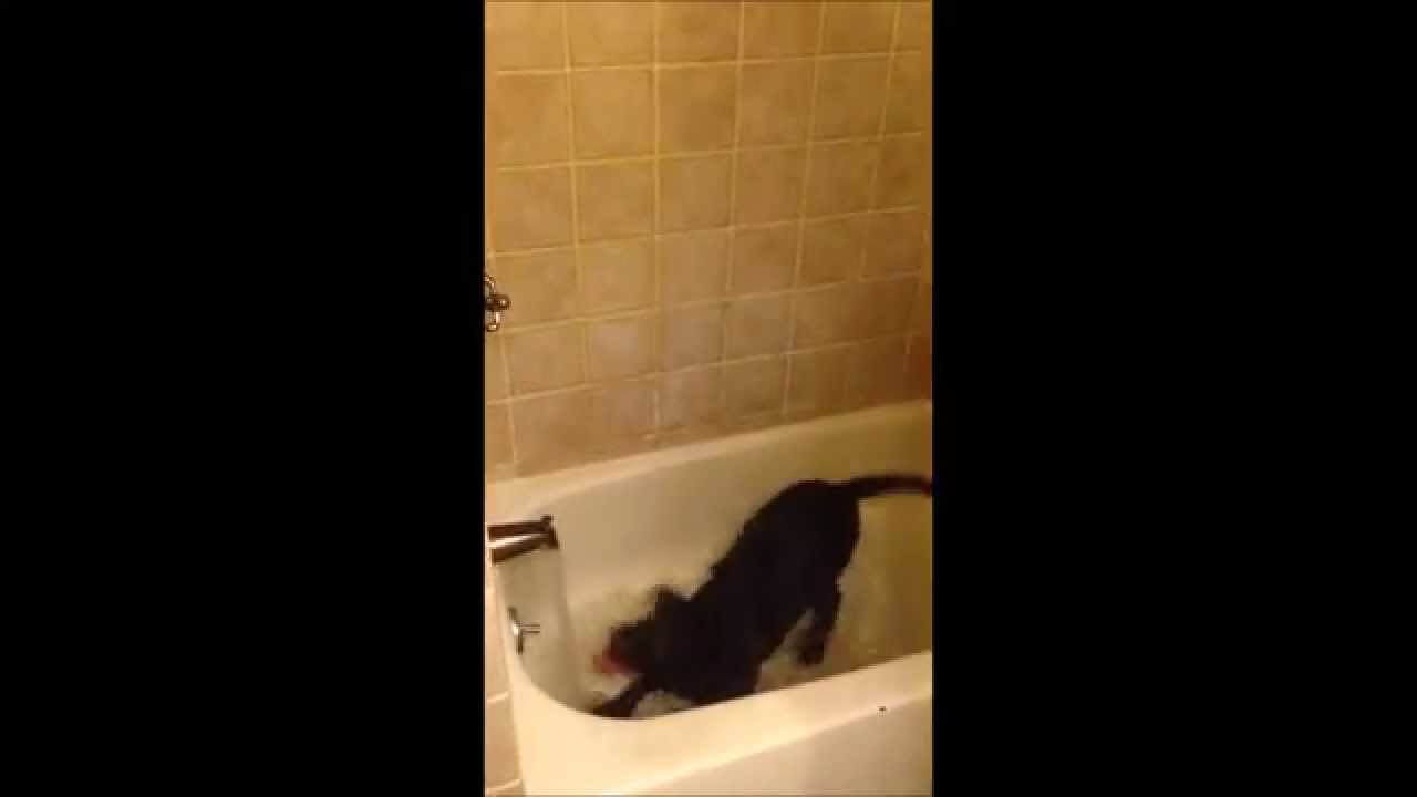 Lab puppy playing in bath tub