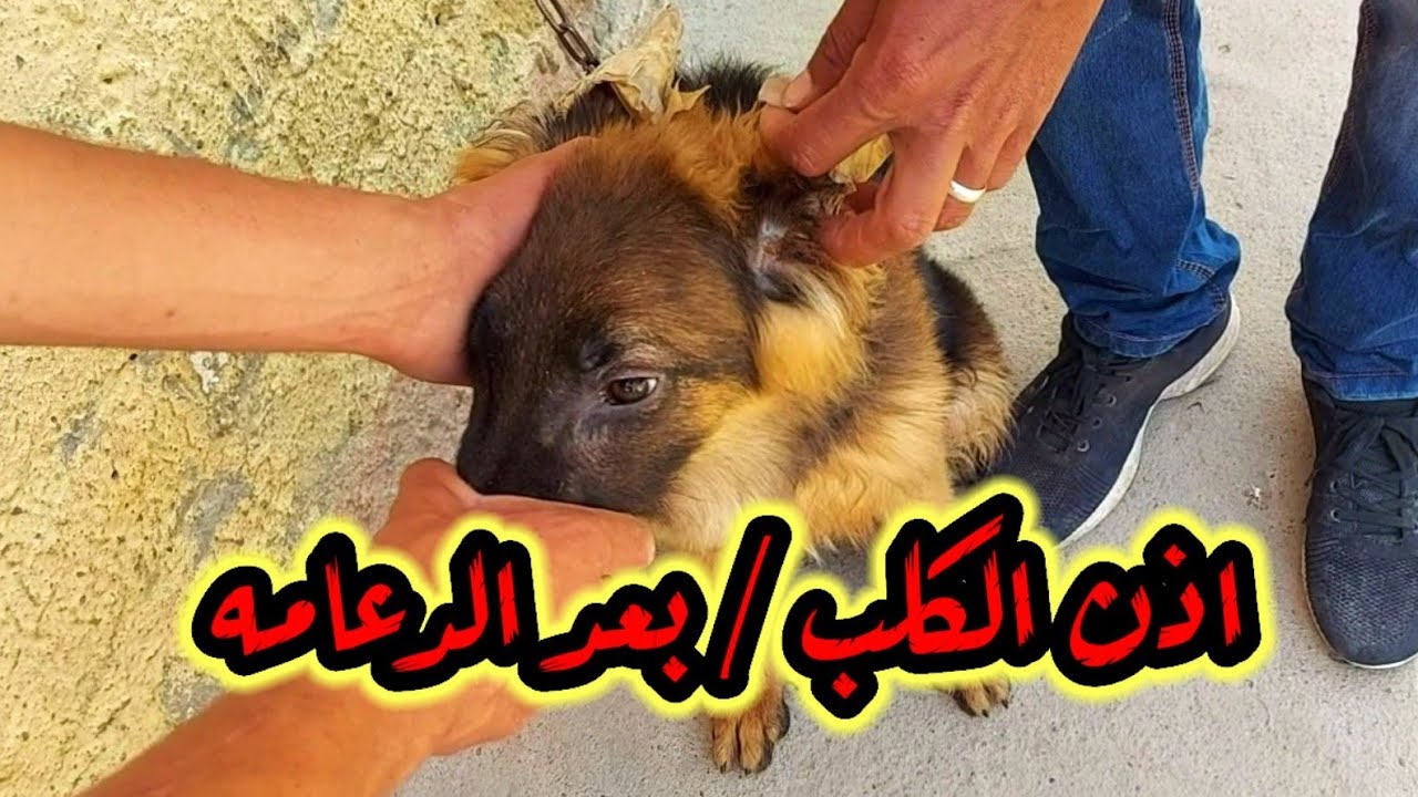 ميعاد فك دعامه الاذن #للكلب _ سبب فشل انتصاب الاذن( عند الكلاب )