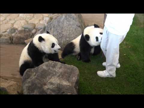 201601飼育員さんからおやつをもらう桜浜と桃浜