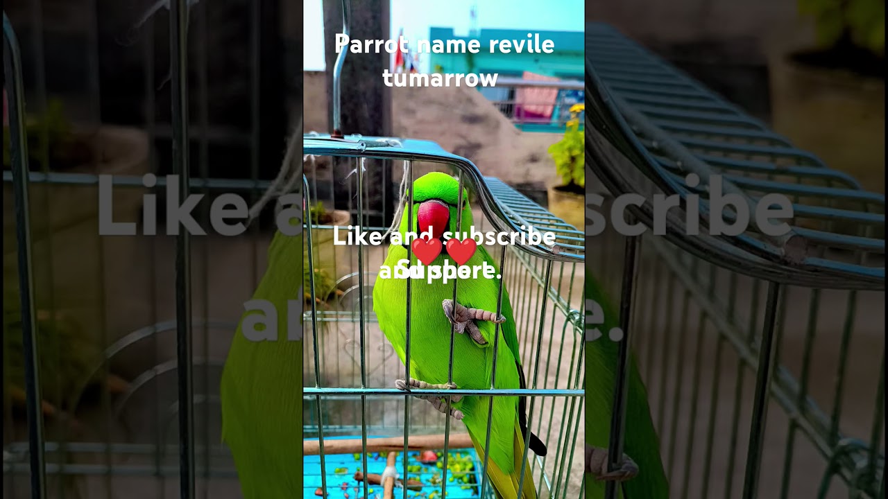 parrot name revile tumarrow