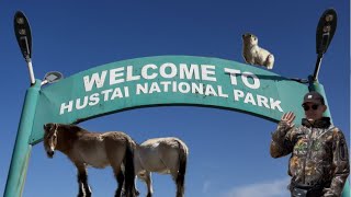 видео: 🐎⛰️ХУСТАЙН НУРУУ⛰️🐎 МөБа-тай Аялъя🏕️ картинка: 🐎⛰️ХУСТАЙН НУРУУ⛰️🐎 МөБа-тай Аялъя🏕️