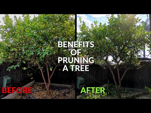 Pruning any Tree the Correct Way! Benefits of Pruning a Tree