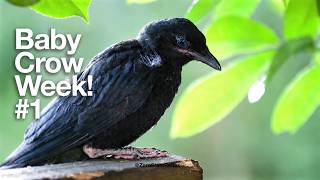 Baby Crow Week #1: Fledglings Are Always Watchful.