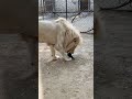Lion eating rabbit