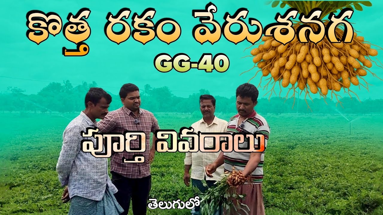 GG40 కొత్తరకం వేరుశనగ | Raja Reddy Bommkka