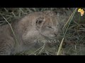 RARE SIGHTING of newly born LION CUBS - Part 2/3 Sired by Masungulo males