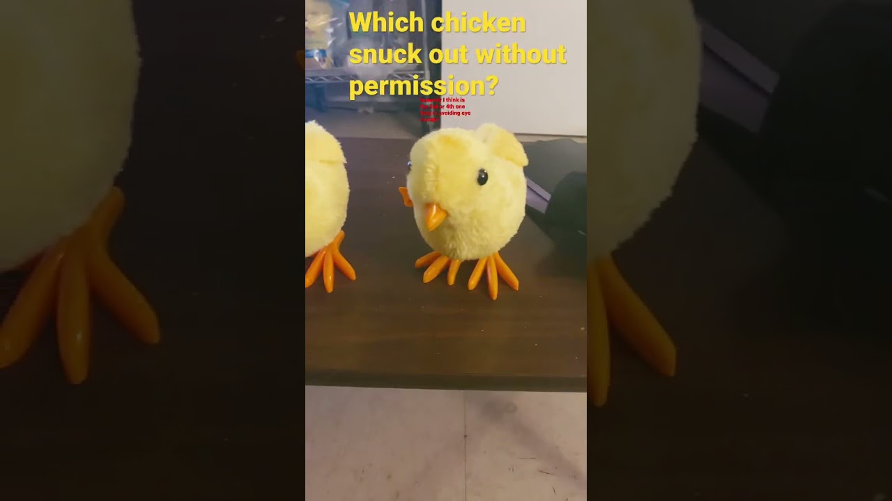 Which chicken sneaked out?