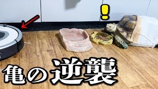 あおり運転をするルンバに逆襲するケヅメリクガメがカッコ良すぎる