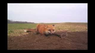 FnT Furharvesters Trading Post promo