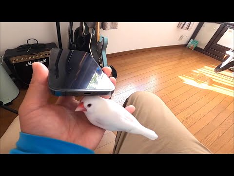 スマホの隙間が落ち着く文鳥　Java sparrow