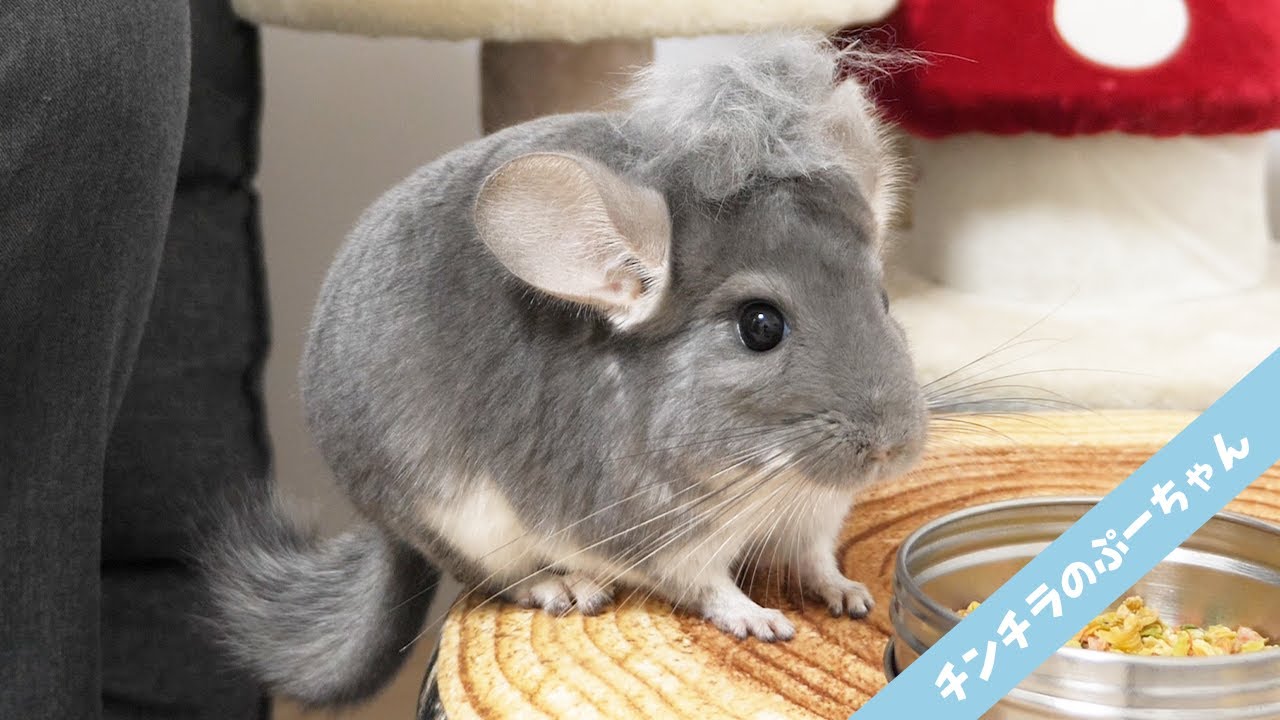 マニア必見 これまで集めたチンチラの毛で大きな毛玉ができた Funny And Cute Chinchilla Youtube