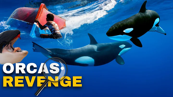 Why Do Orcas Keep Sinking Boats?