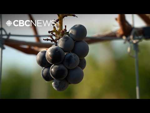 B.C. winemakers navigate loss of U.S. market following import ban