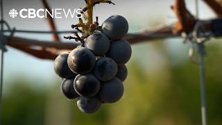 B.C. winemakers navigate loss of U.S. market following import ban