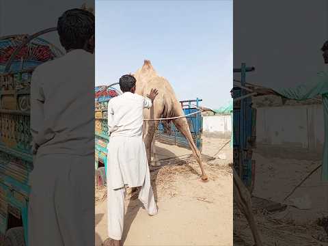 منظر مؤل م في صحراء أ تر ي قوم المال ك بدفع الجمل بقو ة لإدخال ه في العربة