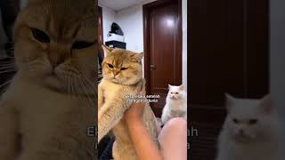 1+1 sama dengan TiDi 😻