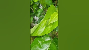 Công dụng bất ngờ của lá cách #cothebanchuabiet #suthatthuvi #healthy #dinhduong #thựcdưỡng #shorts