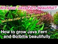 How to grow Java Fern( Microsorum)and Bolbitis beautifully in an aquarium (Fern disease prevention)