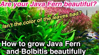 How to grow Java Fern( Microsorum)and Bolbitis beautifully in an aquarium (Fern disease prevention)