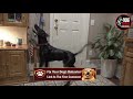 Fix Dog Aggression Stop Doorbell Barking &amp; Lunging Fast