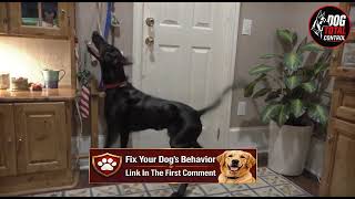 Fix Dog Aggression Stop Doorbell Barking & Lunging Fast