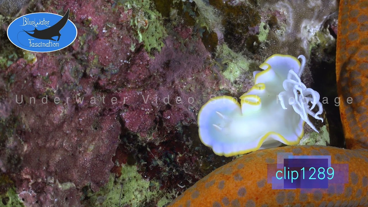 1289_Nudibranch ergretta and orange starfish. 4K Unnderwater Royalty Free Stock Footage