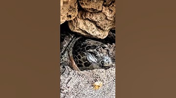 After Months Trapped, This Sea Turtle Finally Swims Free #shorts #wildlife