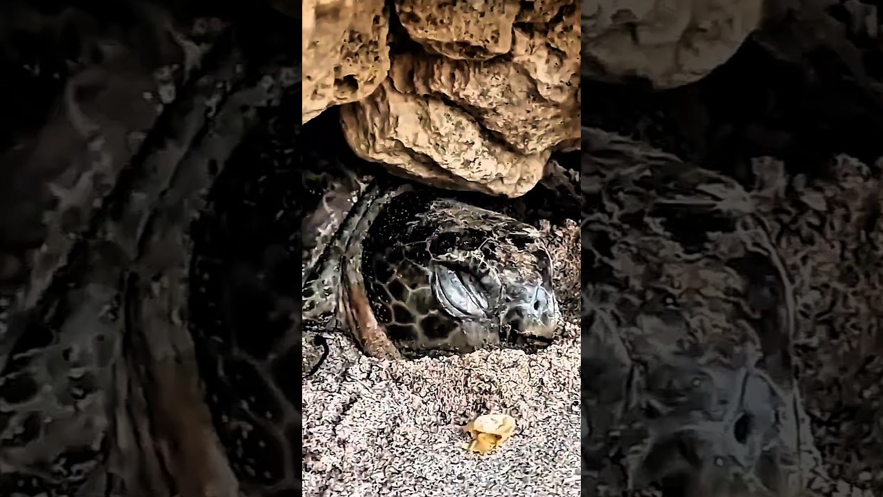 After Months Trapped, This Sea Turtle Finally Swims Free 