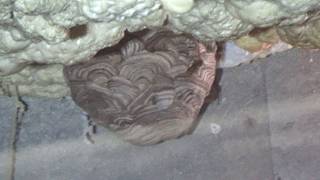 天栄村でスズメバチ駆除- 社宅で通気口からスズメバチが出入り!床下のハチの巣! Hornet Nest Removal