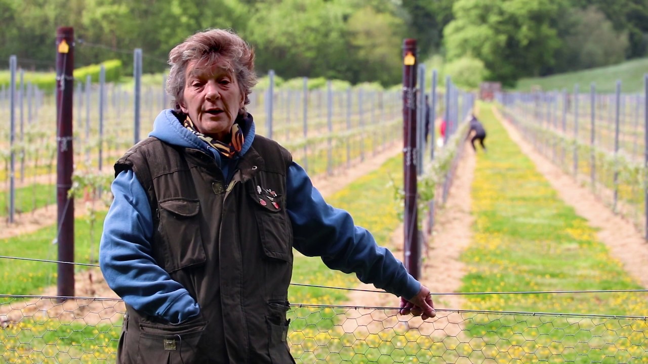Vineyard's Manager Update | MAY 2020 FROST | Hush Heath Estate