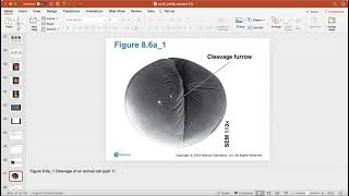 Ch. 8 (Cellular Reproduction-Mitosis & Meiosis)