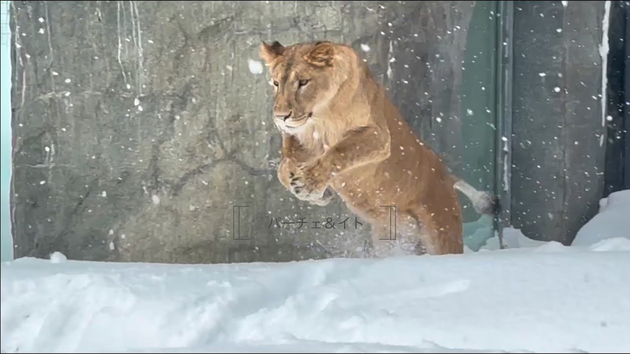 円山動物園ライオン　①イトと雪　②柵越しｺﾐｭﾆｹｰｼｮﾝ 2026.1