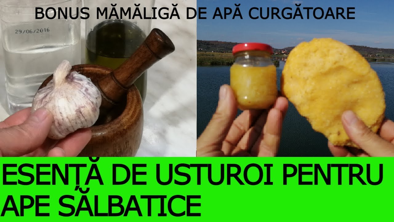 RETETĂ DE MĂMĂLIGĂ TARE ȘI ESENȚĂ DE USTUROI PENTRU APĂ SĂLBATICĂ