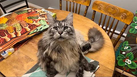 Watch the video about Bear Mesmerized By A Bug Catio Chat Vlog #mainecoons #catvlogs #polydactylcat #catvlog